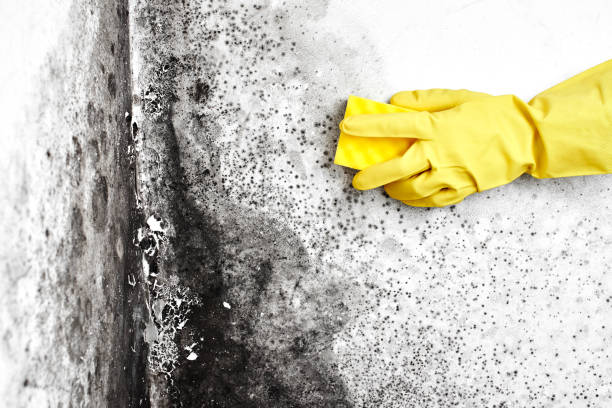 Best Mold Damage Repair  in Warrensburg, IL