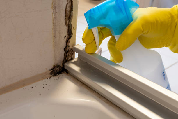 Best Same-Day Mold Removal  in Warrensburg, IL