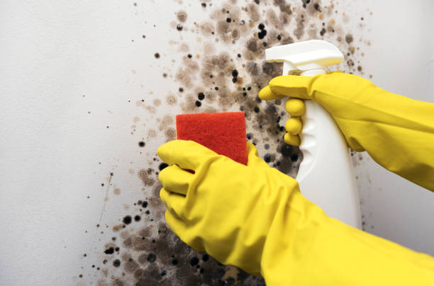 Best Mold Removal Company Near Me  in Warrensburg, IL