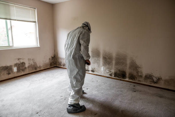Best Certified Mold Removal  in Warrensburg, IL