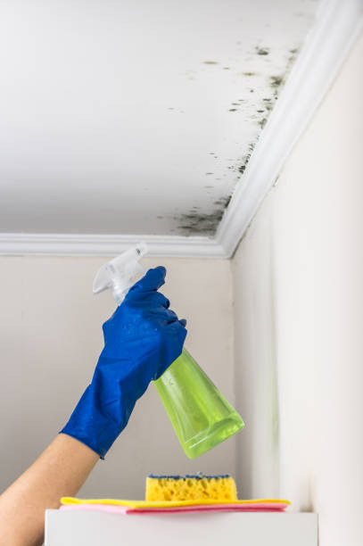 Best Mold Remediation  in Warrensburg, IL
